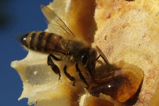 Environment in which they live and produce honey our bees friends