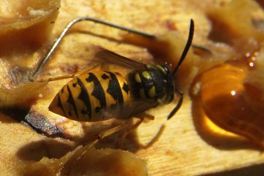 Environment in which they live and produce honey our bees friends