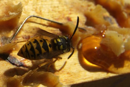 Environment in which they live and produce honey our bees friends