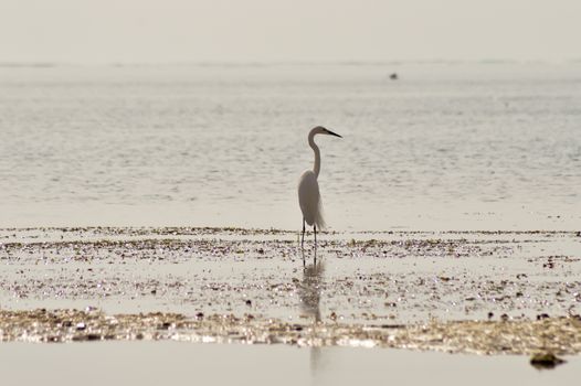 Great Egret along the beach of Bamburi on the Indian Ocean in Kenya