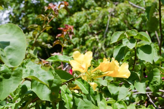 Yellow flowers in the nature of the town of Bamburi in Kenya