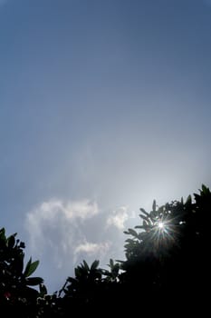 Lens flare through tree silhouette against blue sky