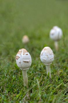 a fresh mushroom after rains in deep woods
