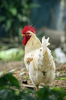 Image of a chicken on nature background. Farm animals.