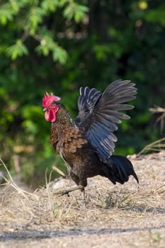 Image of chicken on nature background. Farm Animals.