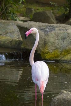 Image of a flamingo on nature background in thailand. Wild Animals.