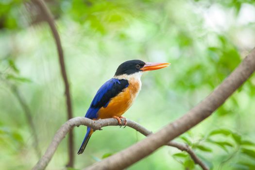 Beautiful blue Kingfisher bird sitting on a branch