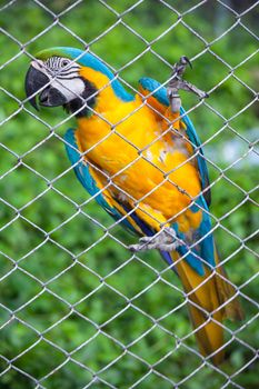 blue and yellow macaw in cage
