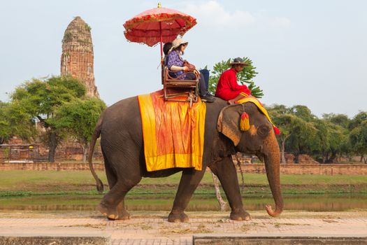 AYUTTHAYA - DECEMBER 14, 2014:Elephant is walking at a scenic route taken during a visit to the historic site and behind the praram Temple on december 14,2014, Ayutthaya, Thailand.