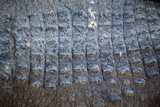 Close up of Crocodile skin texture