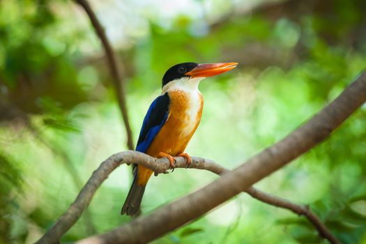 Beautiful blue Kingfisher bird sitting on a branch