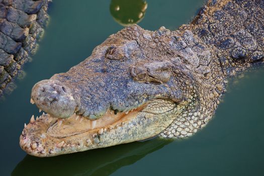 crocodile with open mouth resting in water