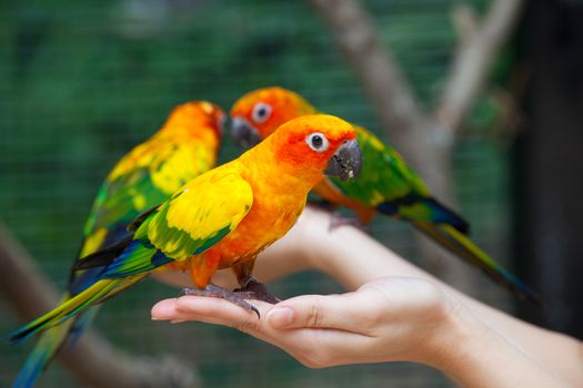 Feeding Colorful parrots sitting on human hand