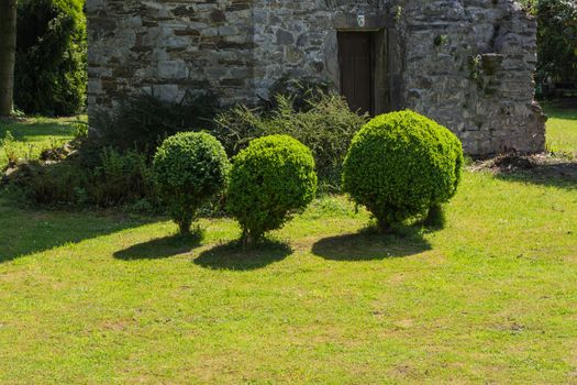 Arborvitae Thuja cut in shape on a meadow.