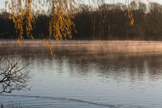 Small pond in hot yellow diffuse morning light