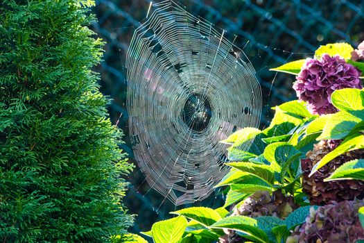 The spider's web or cobweb close up with colorful background.