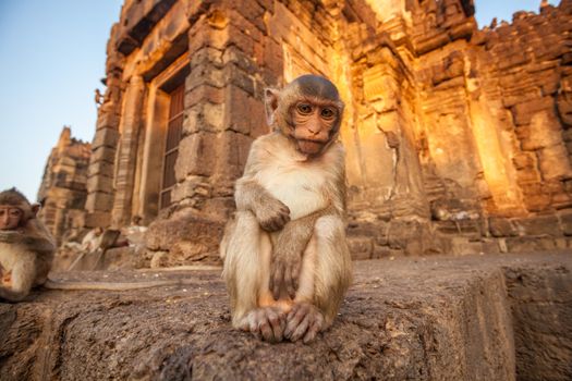 Baby monkeys in Thai Temple,Lopburi, Thailand.