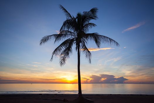 Palm forest silhouettes on sunrise