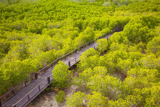 walkway through the treetops in a rain forest