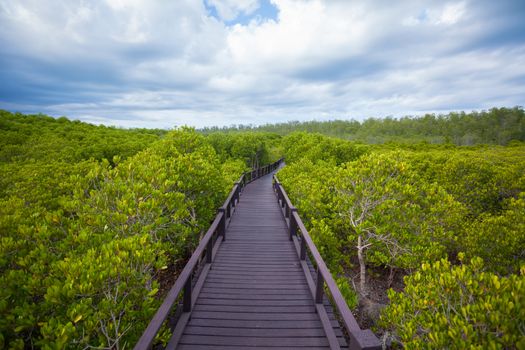 walkway through the treetops in a rain forest