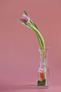single Pink tulip with glass vase isolated