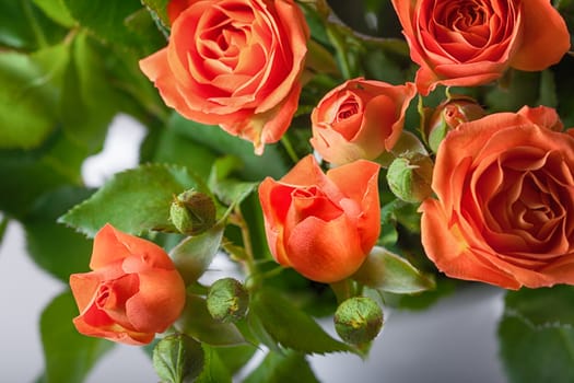 Bouquet of Fresh Red Roses on a white surface