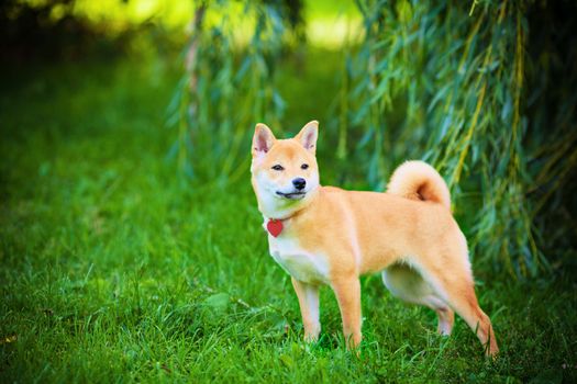 A young shiba inu in green garden