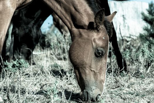 retro style closeup wild horses grazing in forestry Whalers Road  Ninety Mile Beach, Northland, New Zealand