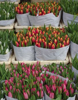Cut tulips ready flr sale at a florist's in Amsterdam.