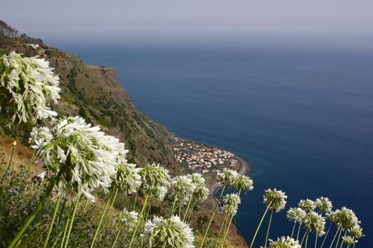 A view of the village Jardim do Mar, Madeira, Portugal from above with white Agapanthus flowers (Agapanthus africanus) in the foreground.