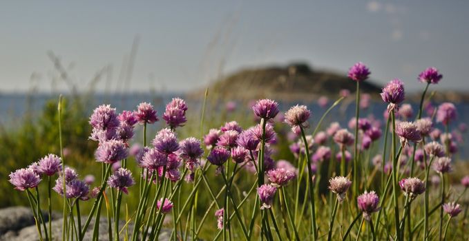 Some Sea Thrift, Armeria maritima, in front of the sea and a distant island.