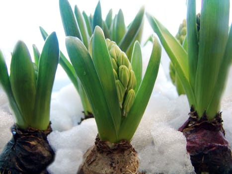 Spring hyacinth bulbs.