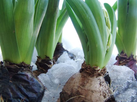 Spring hyacinth bulbs.