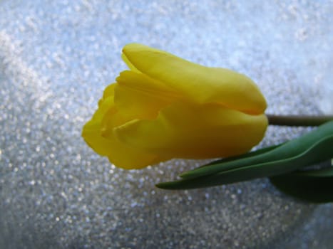 Yellow tulip on a silver background