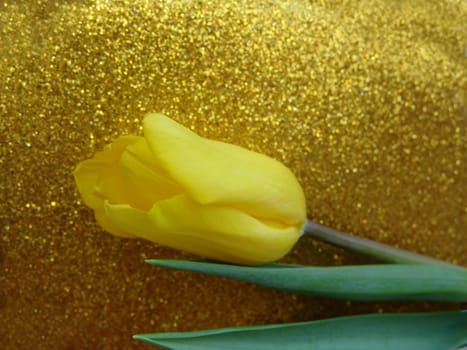 Yellow tulip on a gold background