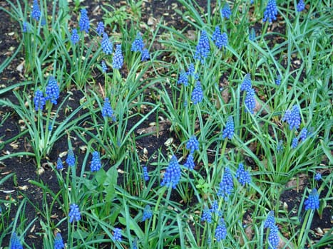 Muscari flowers or grape hyacinths in garden