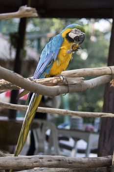 Image of a parrot marcos on nature background in thailand. Wild Animals.