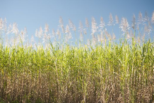 Tall sugar cane plants under blue sky as background about agriculture or biofuels