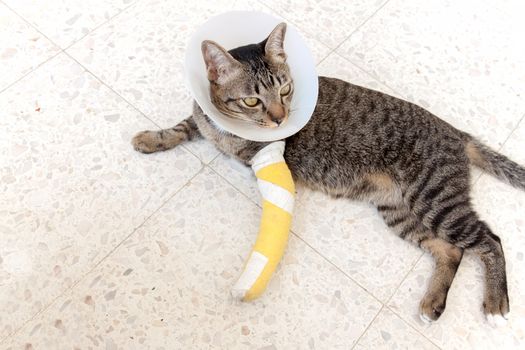 cat wearing an Elizabethan collar and Cat leg splint sleeping on the floor.