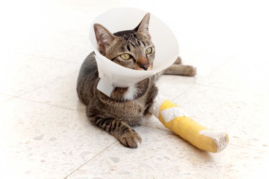 cat wearing an Elizabethan collar and Cat leg splint sleeping on the floor.