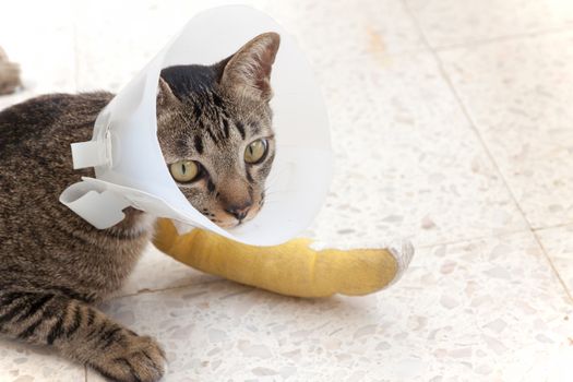 cat wearing an Elizabethan collar and Cat leg splint sleeping on the floor.