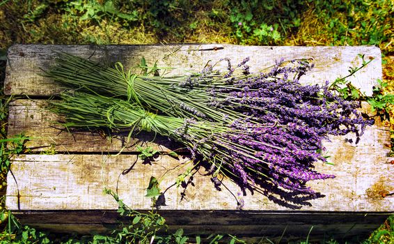 lavender field in south of France with decorative basket