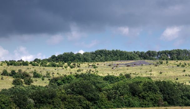 Horse running on a plateau in the mountains