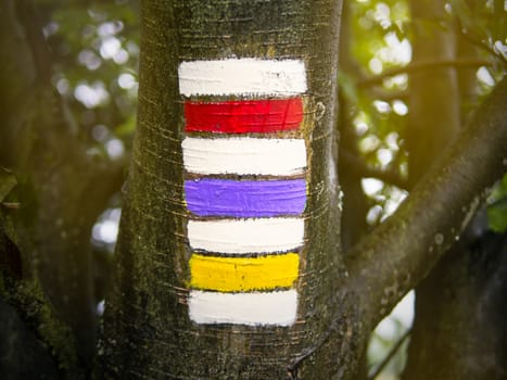 Triple hiking sign on the tree trunk, red, purple and yellow with blurred bokeh background, unusual Czech tourism symbol, summer walking vacation, copy space on sides
