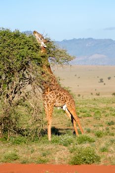 Giraffe restores itself in the branches of an acacias in the park of Tsavo West in Kenya