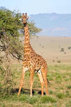 Giraffe restores itself in the branches of an acacias in the park of Tsavo West in Kenya