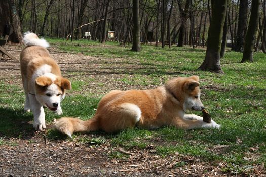 Cute Akita Inu puppies playing in public park