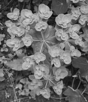 Euphorbia helioscopia - a spurge plant, also known as Sun Spurge, Umbrella Milkweed, Wart Spurge and Madwoman's milk - grows as an annual weed in a flower bed