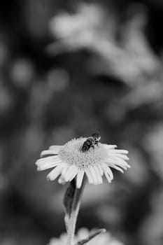 Small heriades truncorum bee taking nectar from a common fleabane flower against a background