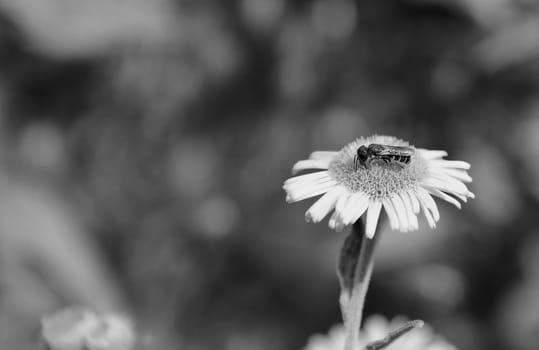 Small bee takes nectar from a daisy-like common fleabane flower in summertime
